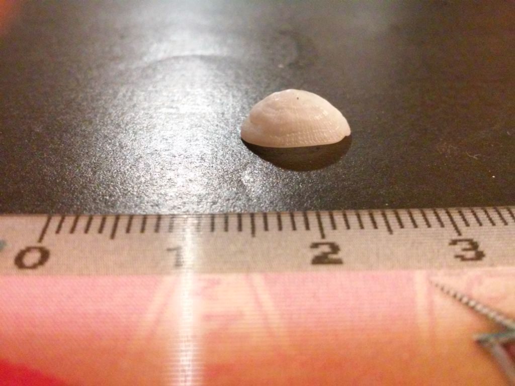 acmaea virginea rovinata?